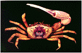 fiddler crab.GIF