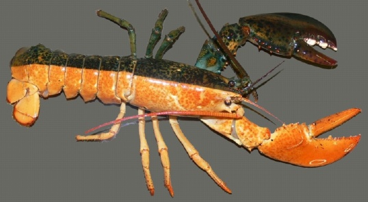 splitlobster.jpg, 55K