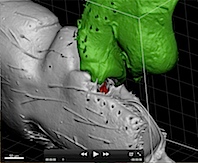 Movie-Microscopy-MicroCT-Alpheus_galapagensis_open_THUMB.jpg