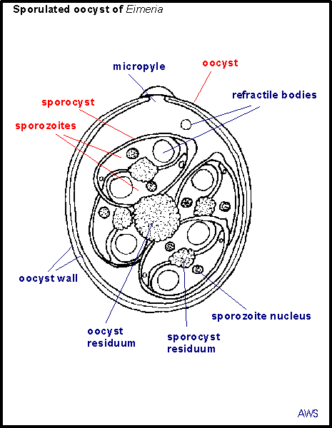 diagram in principles of parasitism eimeria diagram in principles of parasitism eimeria