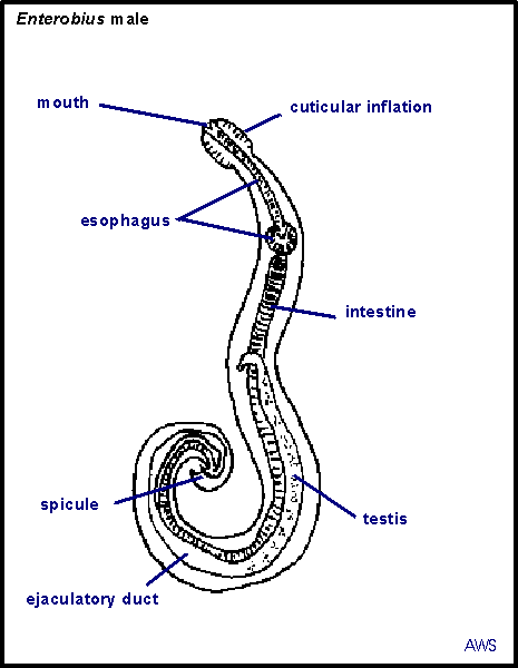 Pinworm életciklus diagram - tanitok-egyesulete.hu, Pinworms életciklus diagram