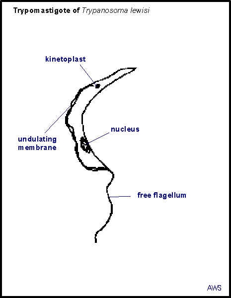 Principles of Parasitism: Trypanosoma