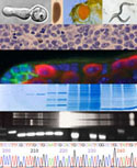http://www.biology.ualberta.ca/programs/undergraduate/molecular_genetics/uploads/images/CentralDogma2-sm.jpg