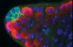 http://www.biology.ualberta.ca/programs/undergraduate/molecular_genetics/uploads/images/cover3colour-sm.gif