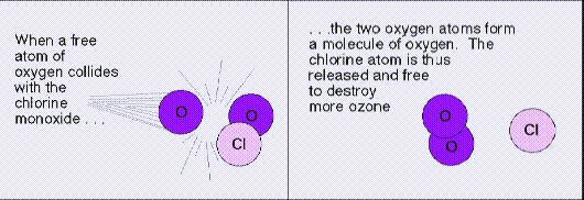 CFCs catalyze ozone depletion