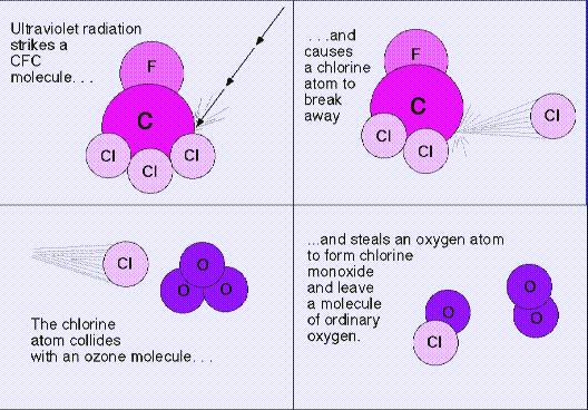 CFCs catalyze ozone depletion