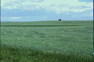 Prairie.gif (29772 bytes)