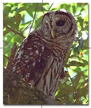 Barred Owl Call