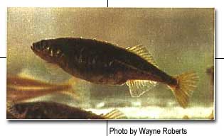 Brook Stickleback