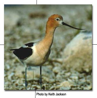 Avocet