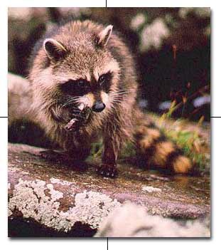 Raccoon