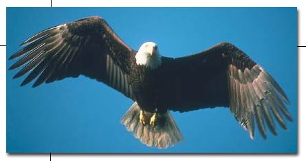 Bald Eagle Flying