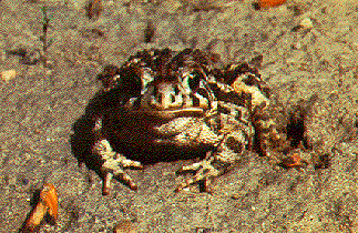 Canadian Toad