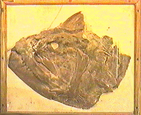 Fossil Fish