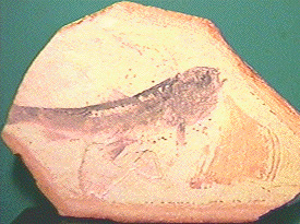 Eosalmo driftwoodensis 