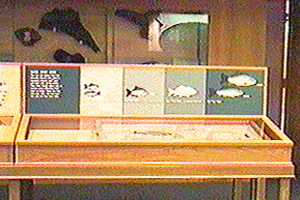 Museum Exhibit