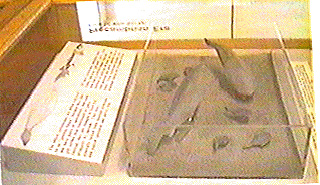 Fossil Fish Exhibit