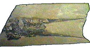 Fossil Fish