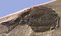 Athenaegis chattertoni Holotype
