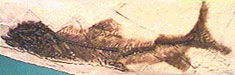 Eosalmo driftwoodensis