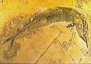 Fossil Fish