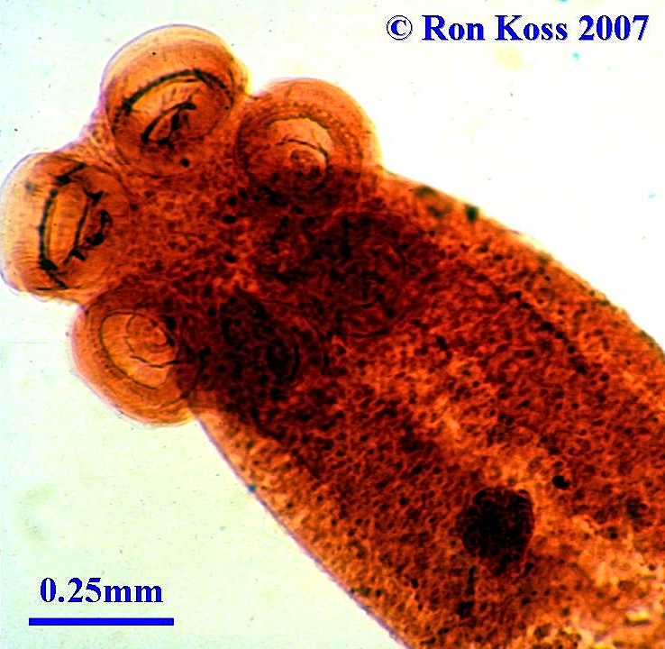 Platyhelminthes példák képek. Példa-Képek: Virág Judit