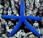 starfish.jpg, 12K