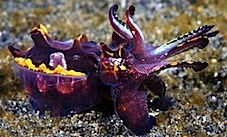 cuttlefish.jpg, 25K